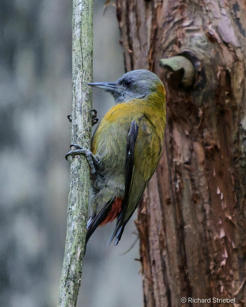 Olive Woodpecker female