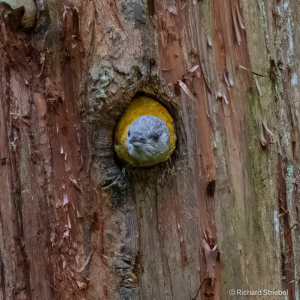 Olive Woodpecker female, Reproduction-nesting