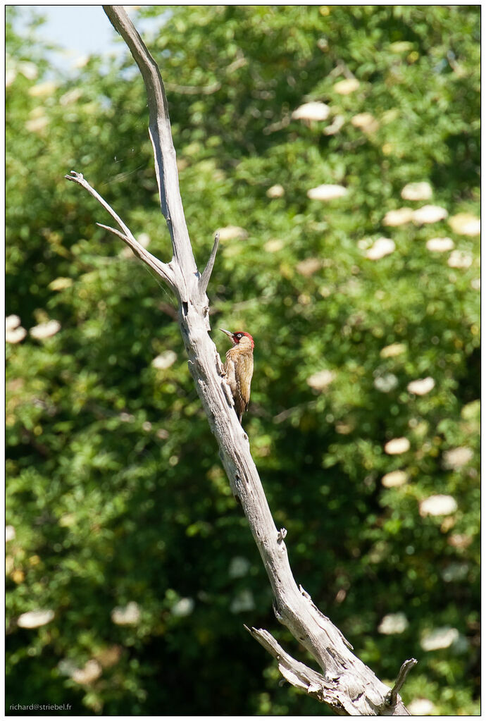 European Green Woodpecker