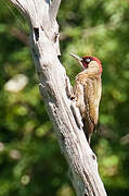 European Green Woodpecker