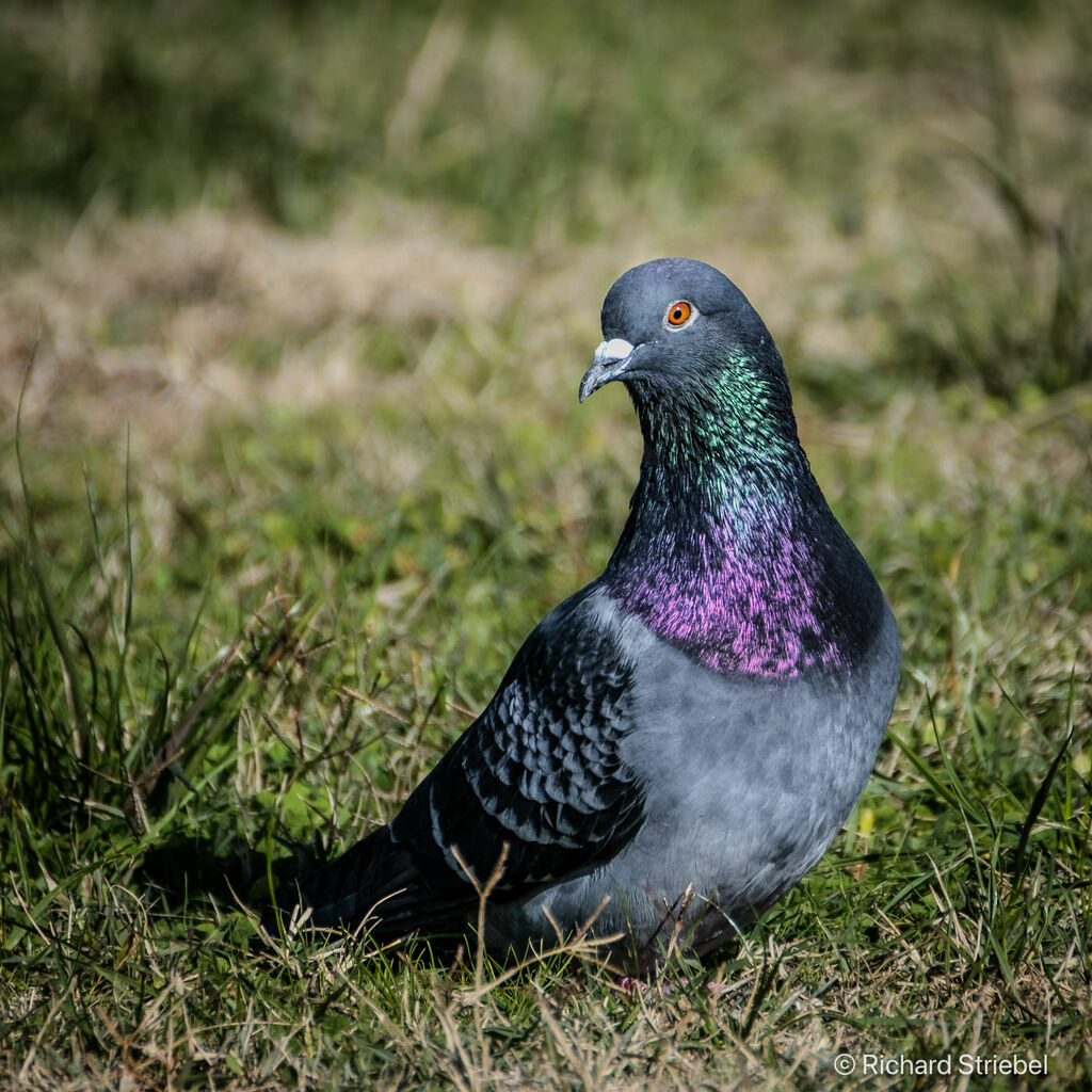 Pigeon biset