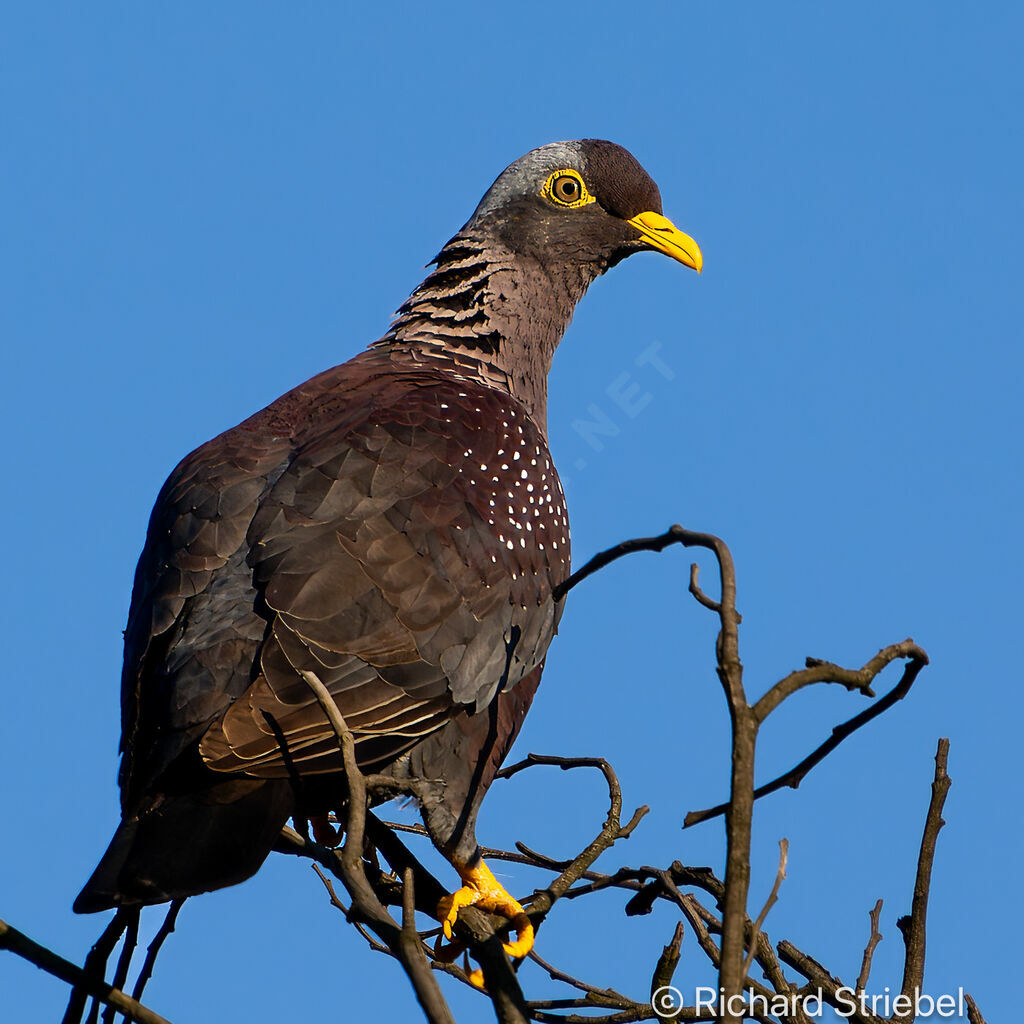 Pigeon rameron