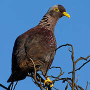 African Olive Pigeon