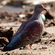 Pigeon roussard