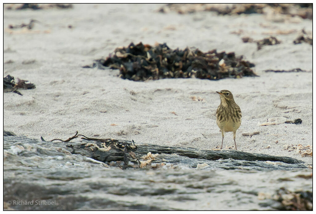 Pipit maritime, régime