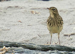 European Rock Pipit