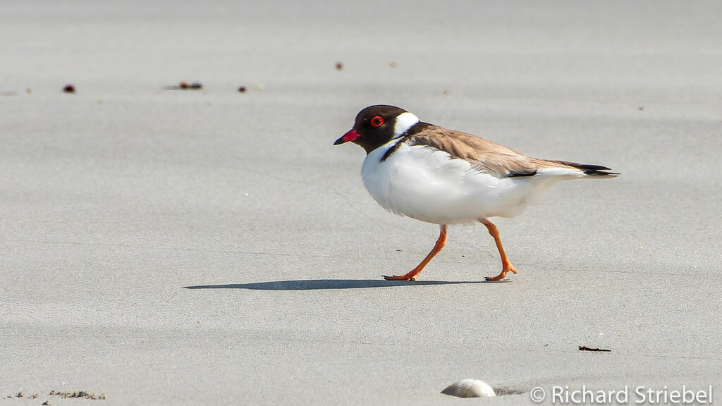 Hooded Plover, walking