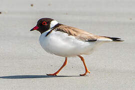 Hooded Dotterel