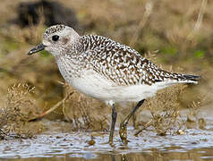 Grey Plover