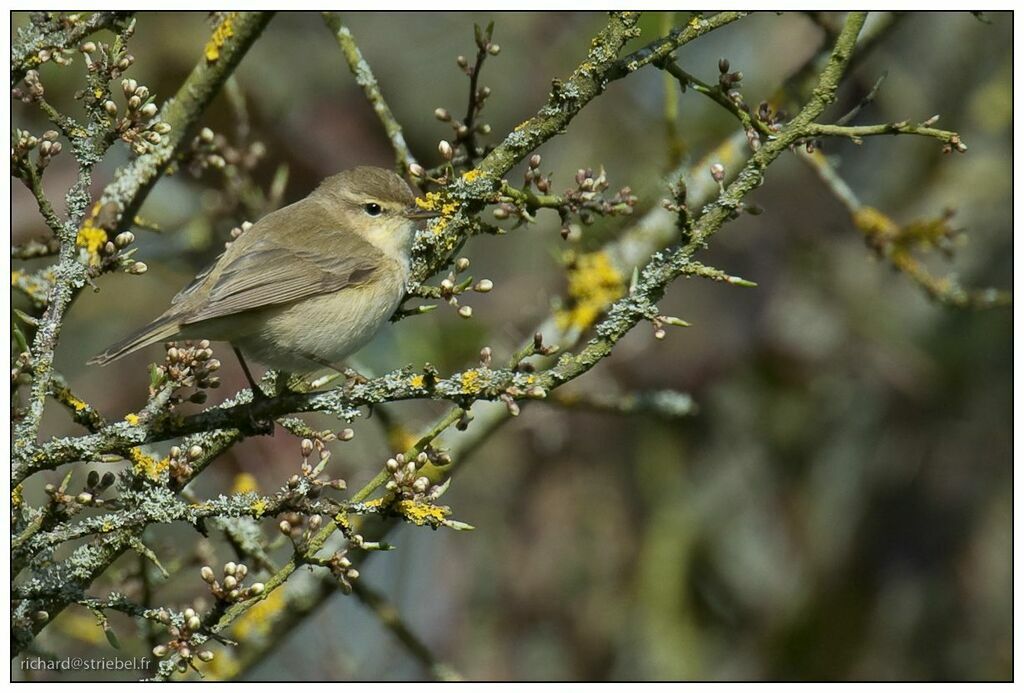 Common Chiffchaff