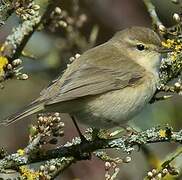 Common Chiffchaff