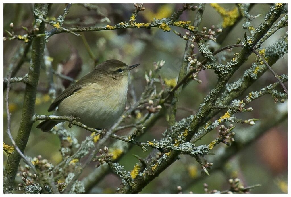 Common Chiffchaff