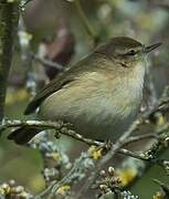 Common Chiffchaff