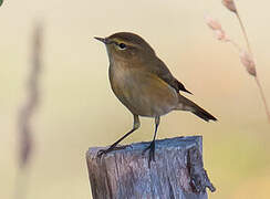 Common Chiffchaff