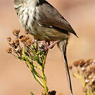 Prinia du Drakensberg