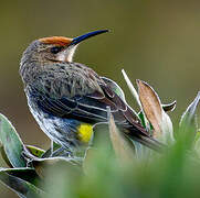 Gurney's Sugarbird