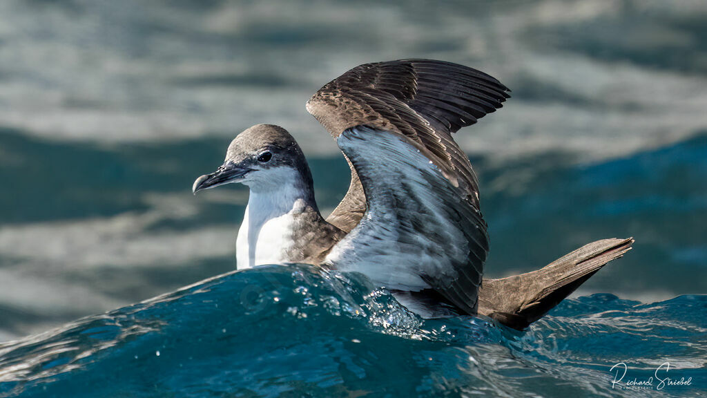 Galapagos Shearwater, swimming