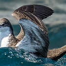 Puffin des Galapagos