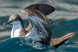 Galapagos Shearwater