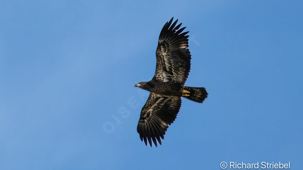 Bald Eaglejuvenile