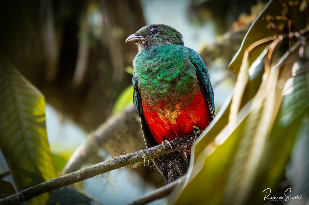 Quetzal doré mâle immature