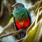 Golden-headed Quetzal