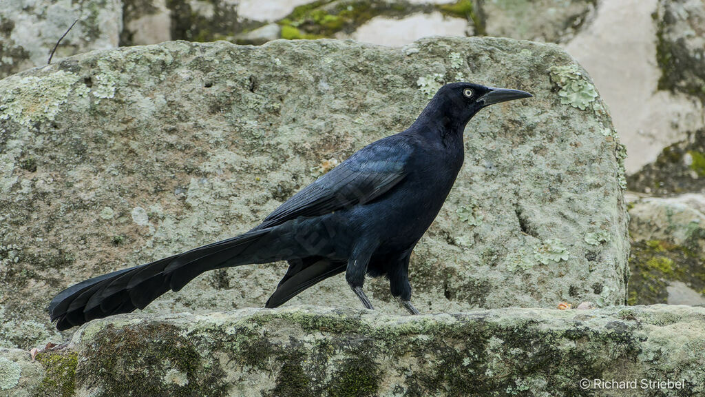 Quiscale à longue queue