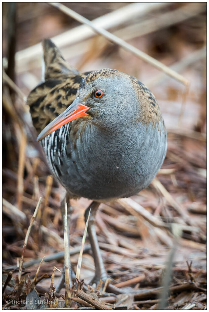 Water Rail