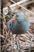 Water Rail