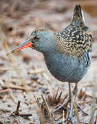 Water Rail