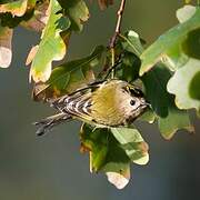 Goldcrest