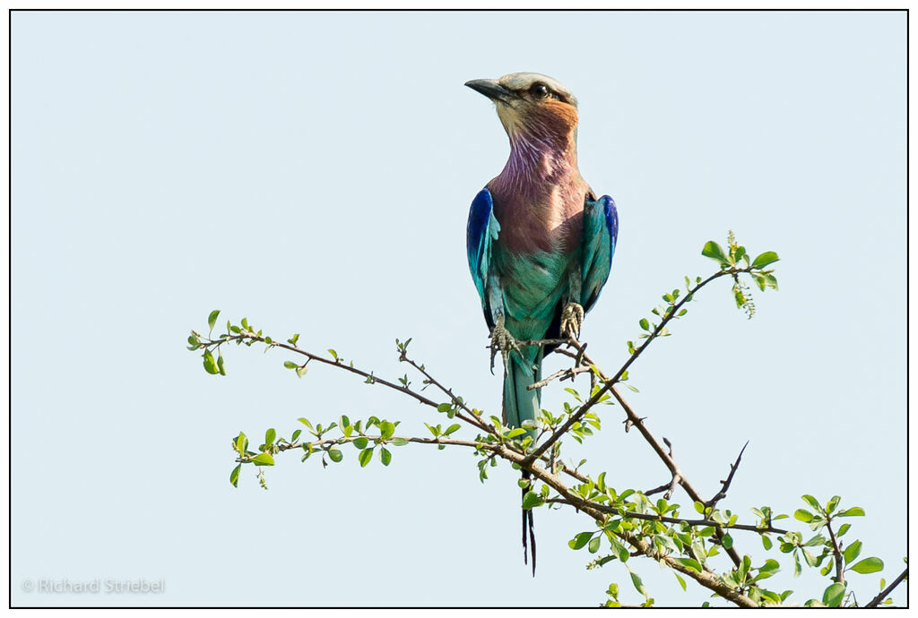 Lilac-breasted Roller