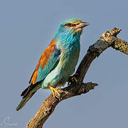 European Roller