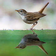 Common Nightingale