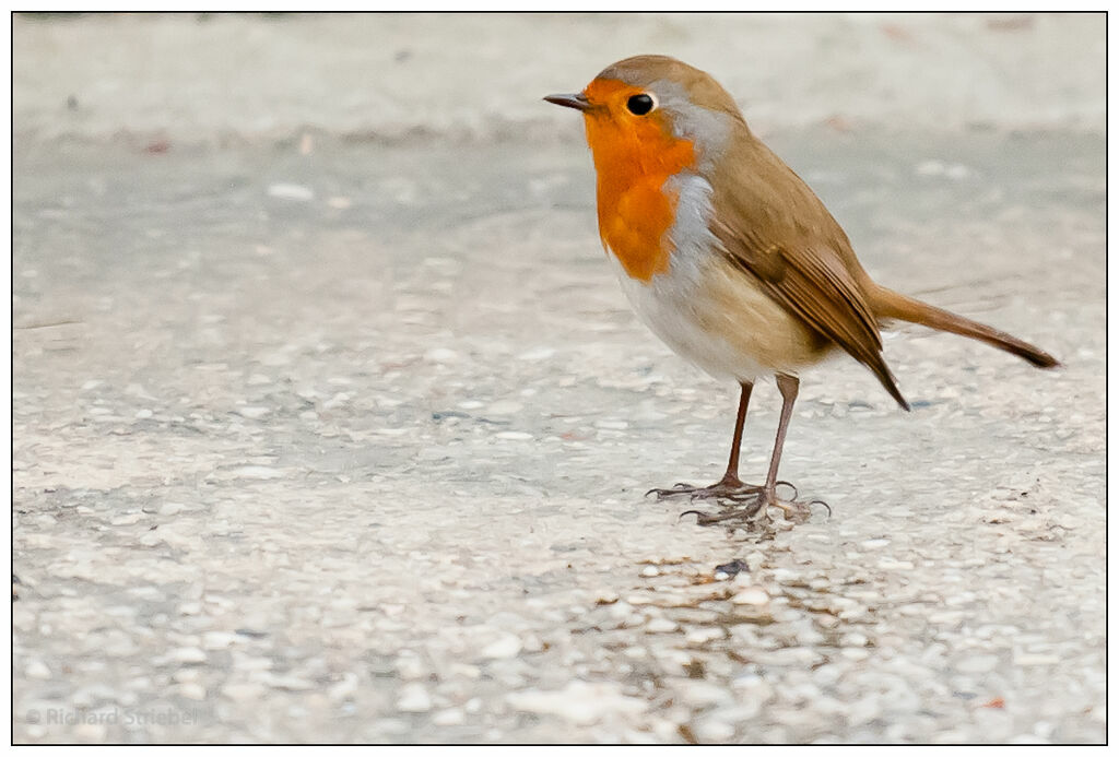 European Robin