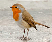 European Robin