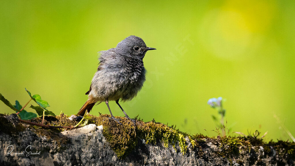 Black Redstart