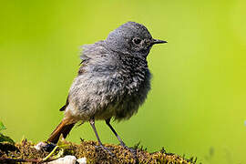 Black Redstart