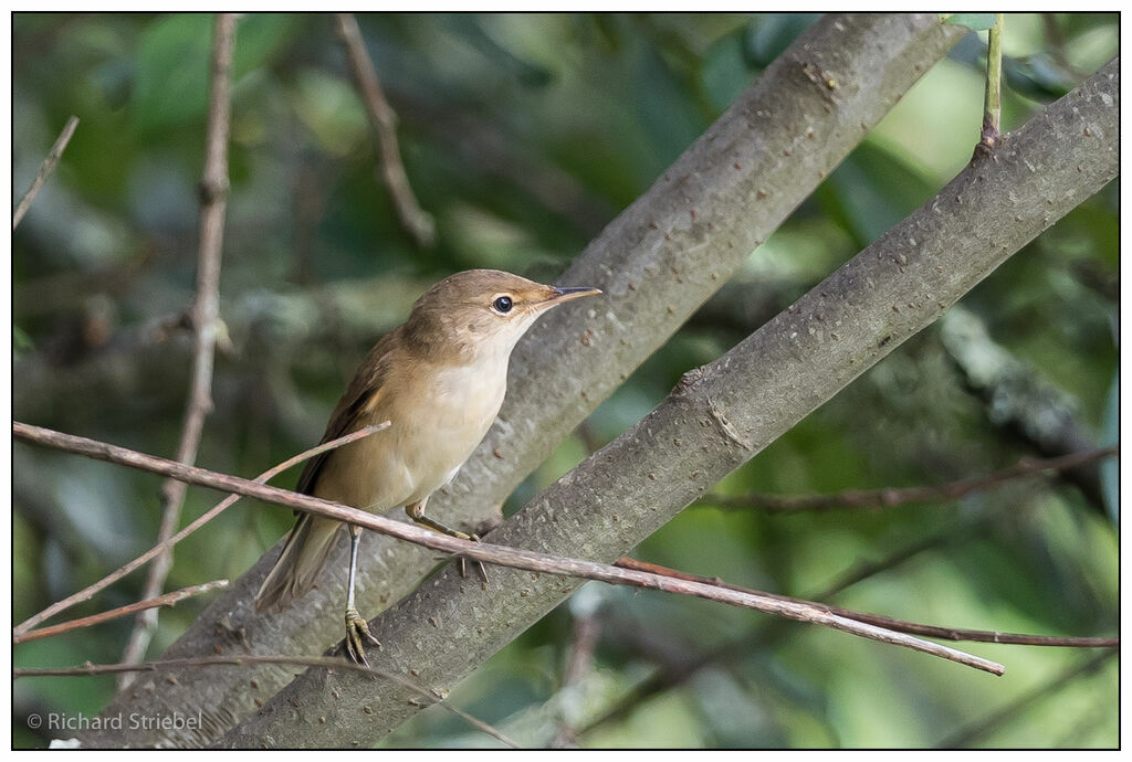 Common Reed Warbler