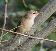 Eurasian Reed Warbler