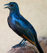 Red-winged Starling