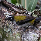 Saltator à ailes noires