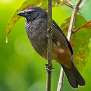 Cinnamon-bellied Saltator