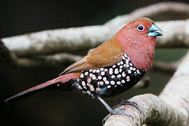 Pink-throated Twinspot