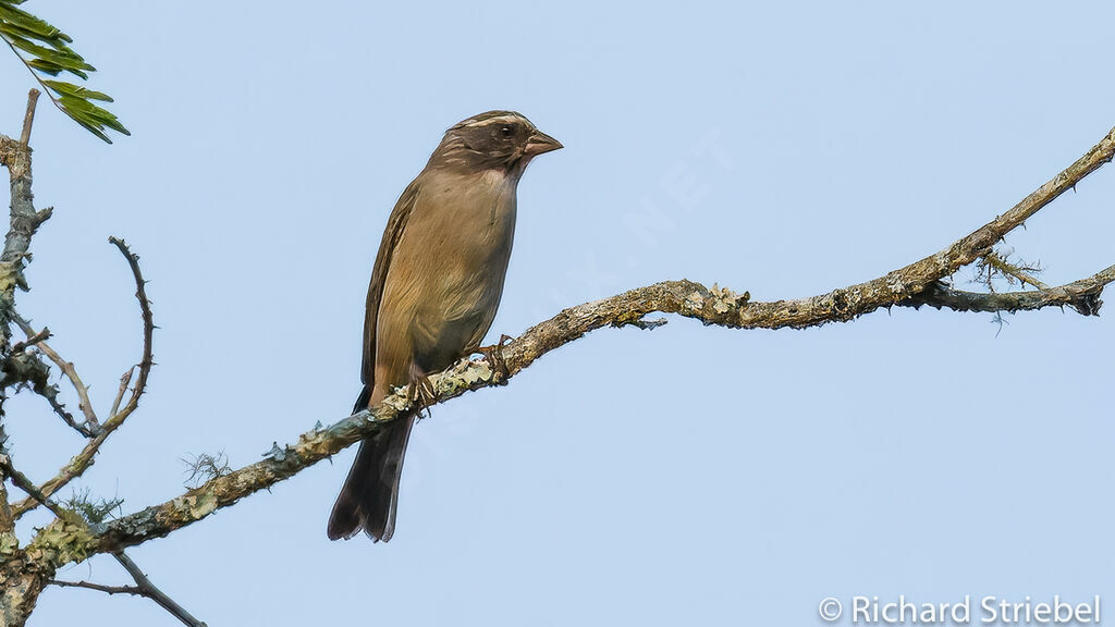 Streaky-headed Seedeater