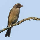 Serin gris