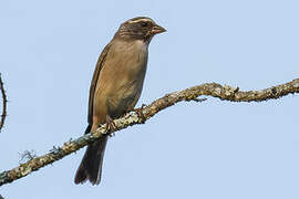 Streaky-headed Seedeater