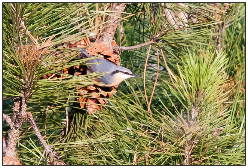 Eurasian Nuthatch