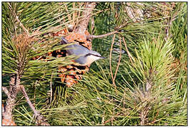 Eurasian Nuthatch