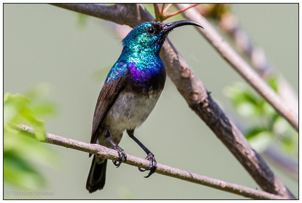 White-bellied Sunbird